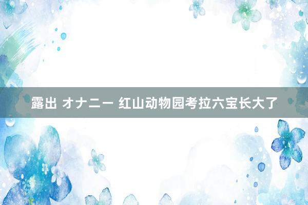 露出 オナニー 红山动物园考拉六宝长大了