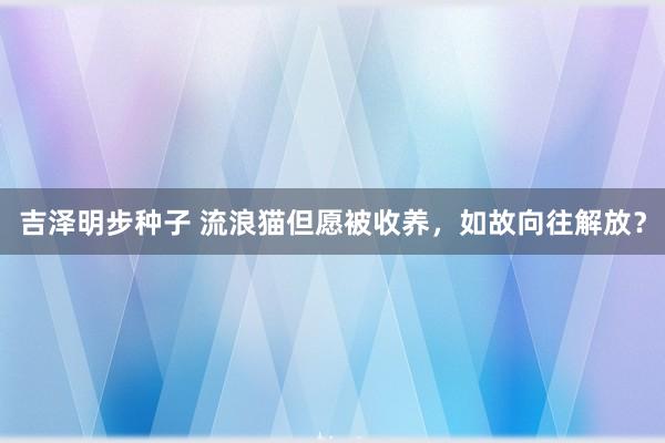 吉泽明步种子 流浪猫但愿被收养，如故向往解放？